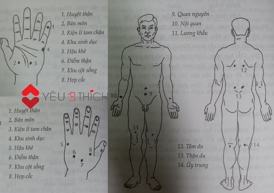 Chữa chứng chậm xuất tinh theo Đông y